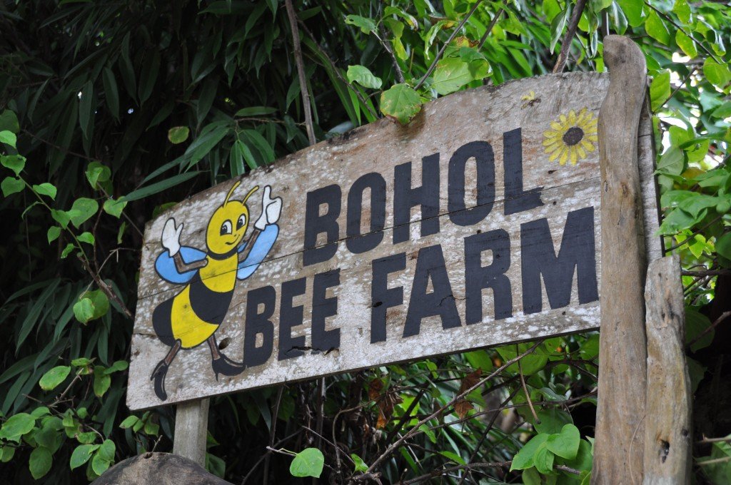 Buzzin’ in Bohol
