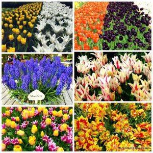 Some of the magnificent flower displays at Keukenhof Gardens