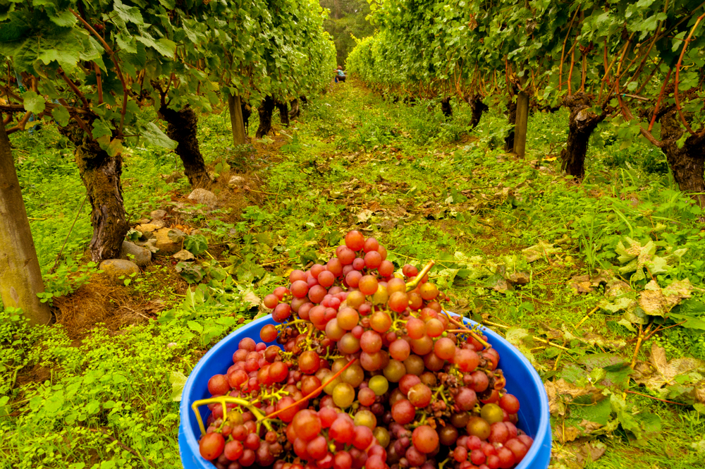 Harvesting Siegerrebe grapes at a vineyard on Whidbey Island