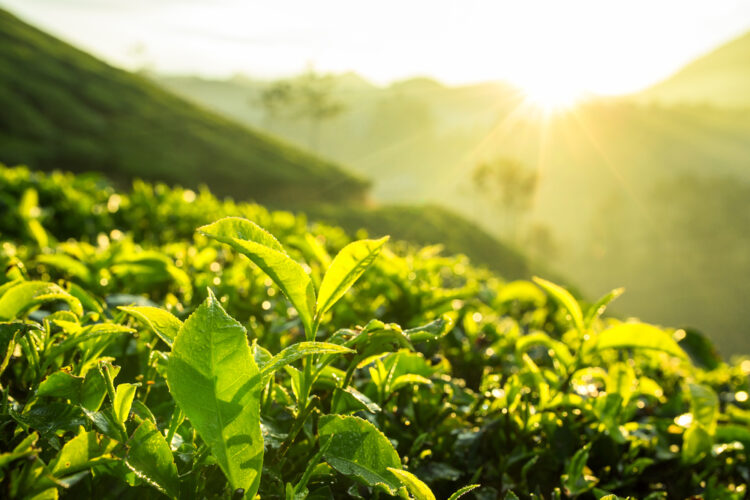 Green tea bud and fresh leaves.