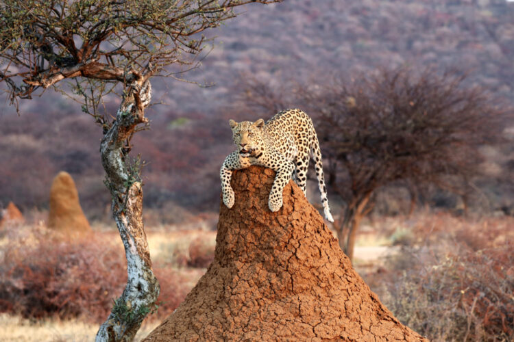 Leopard on an anthill mound in Namibia