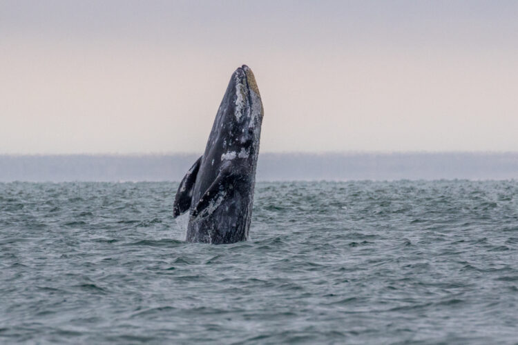 Pacific Grey Whale