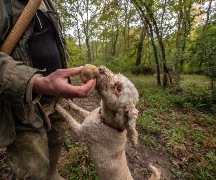 Hunting truffles, a dog just found a rare white truffle in autumn forest.