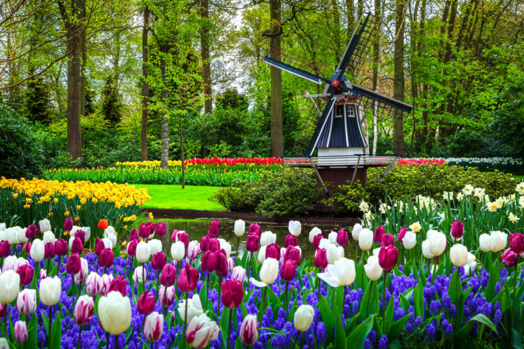 Tulips on display with windmills in the background at Keukenhof Gardens in the Netherlands