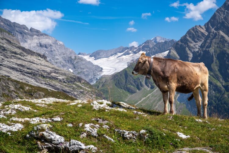 Cow in the Alps of near Grinwald, Switzerland