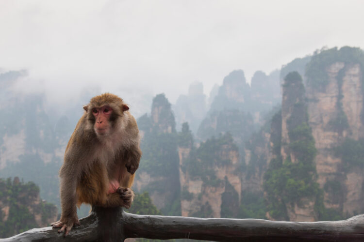 A monkey poses in front of mountain landscape of Zhangjiajie, a national park in China known for its surreal scenery of rock formations.