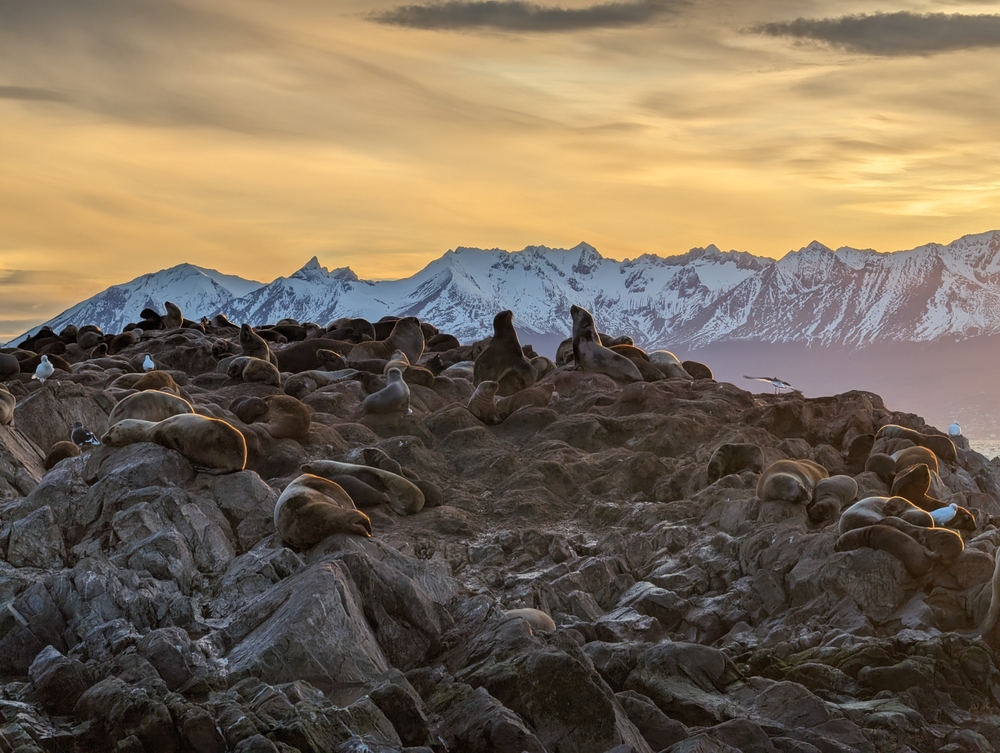 Seals on an island on the Beagle Channel