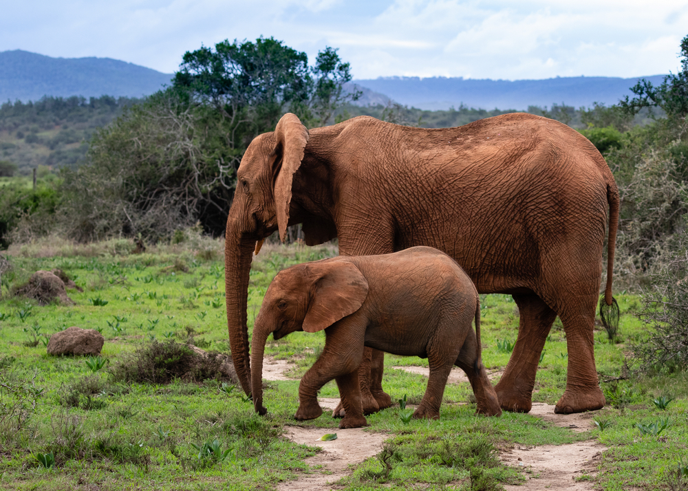 Safari at Kariega Game Reserve