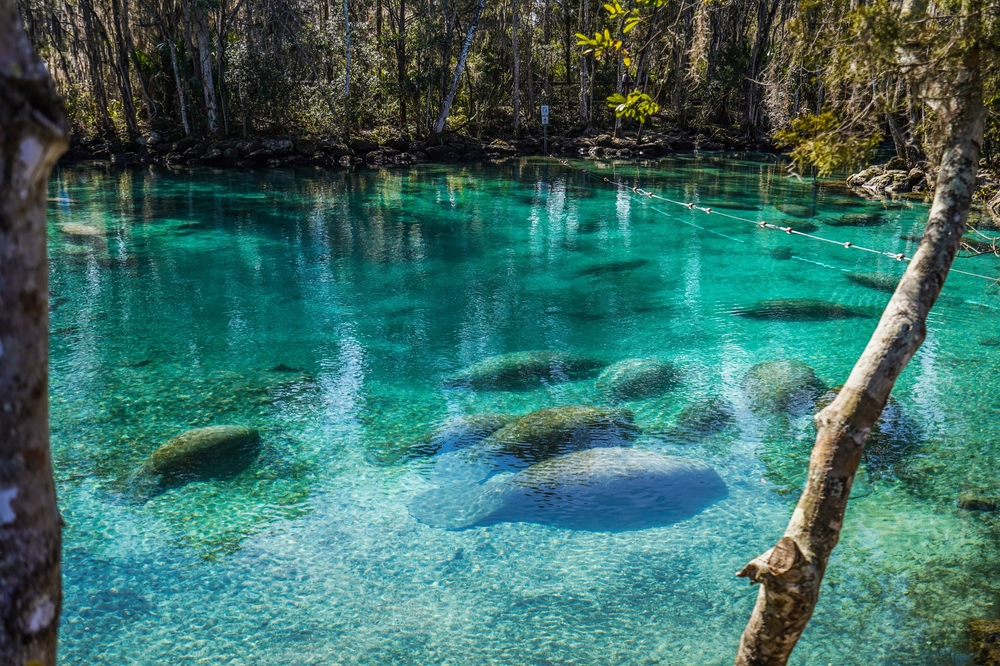 Three Sister Springs, FL 