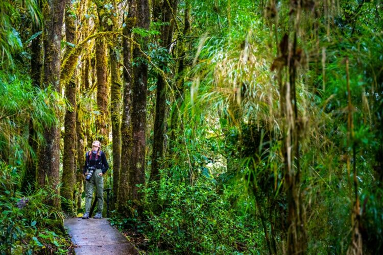 A girl with a backpack walks along a path through a mountain cloud forest in los quetzales national park in Costa Rica;