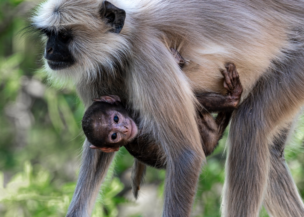 smiling baby spider monkey holding on to mother