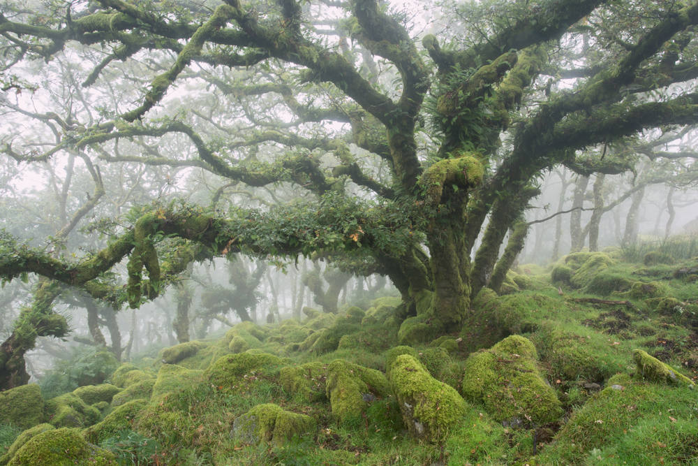 Moss-covered stones and oak trees in Wistman's Wood