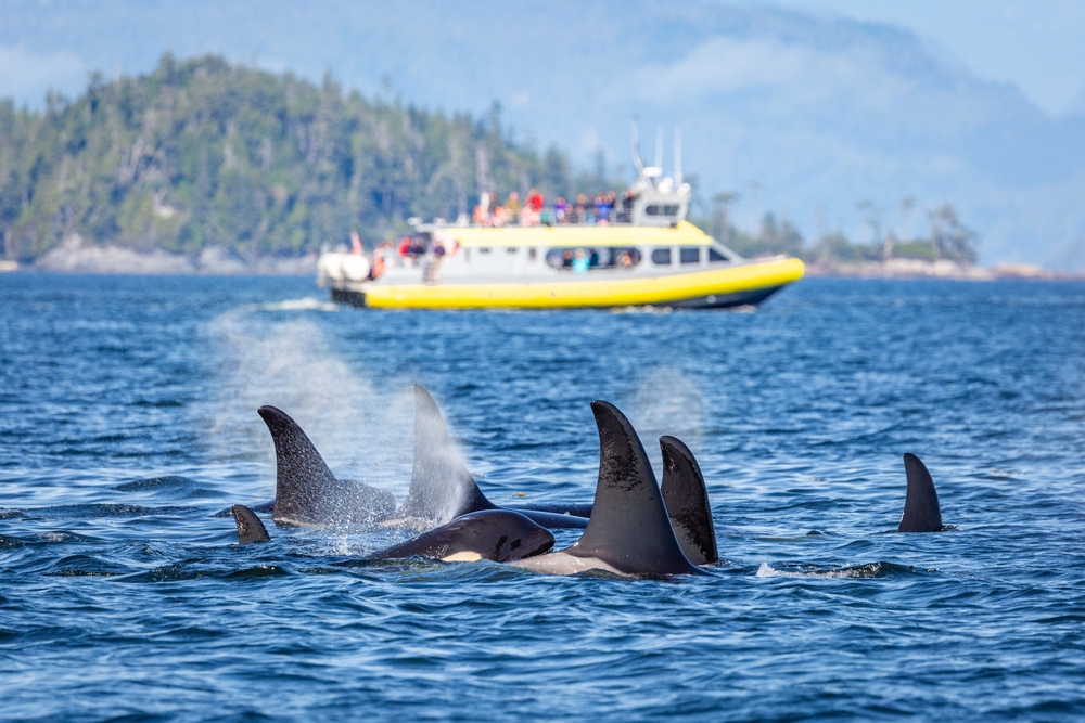 Orcas off the coast of Vancouver