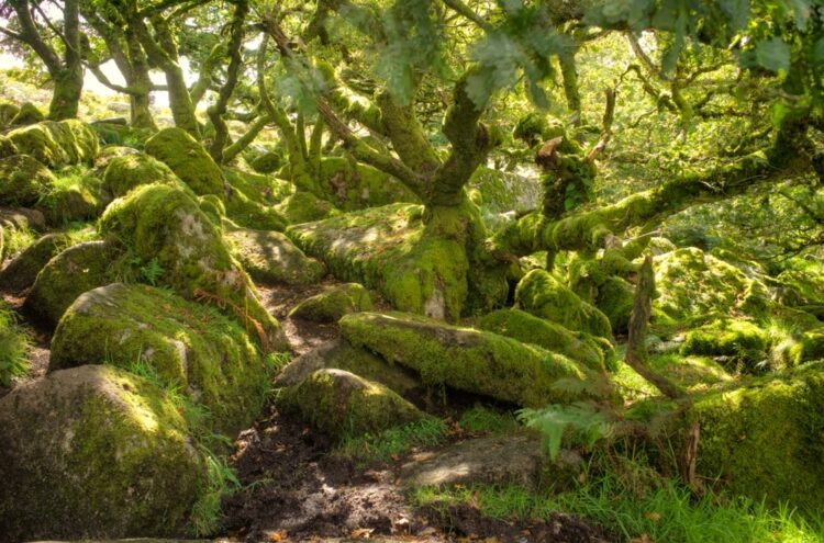 Moss-covered stones and oak trees in Wistman's Wood