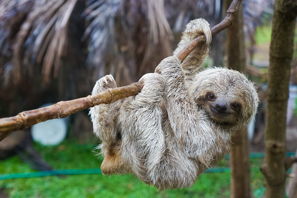 A sloth in San Jose Costa Rico