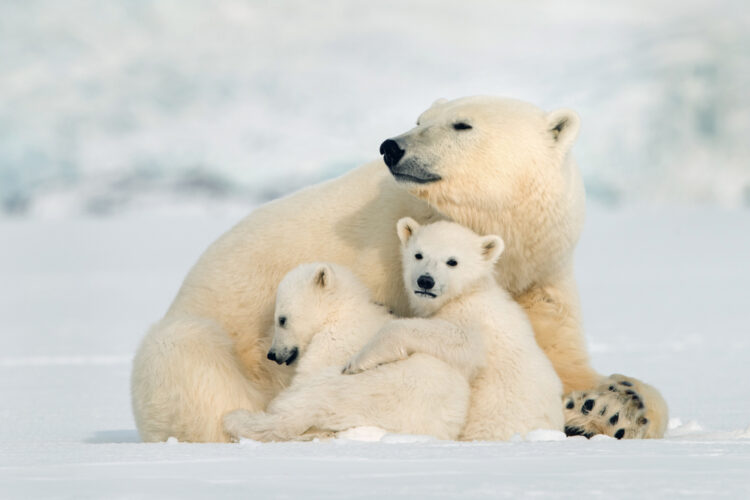 Polar Bear Family