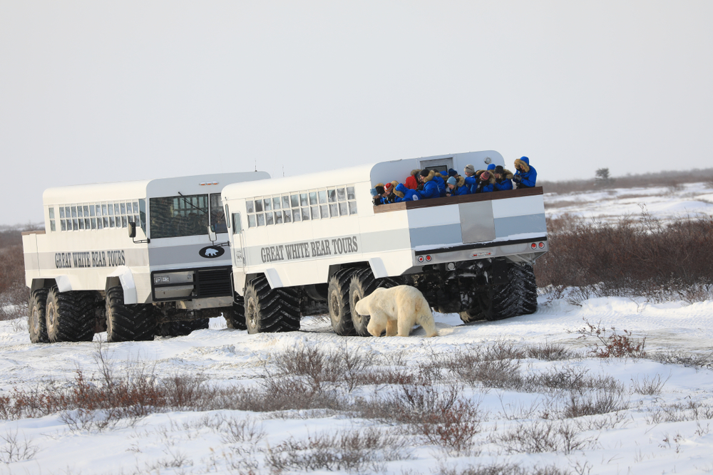 Polar Bear Tours