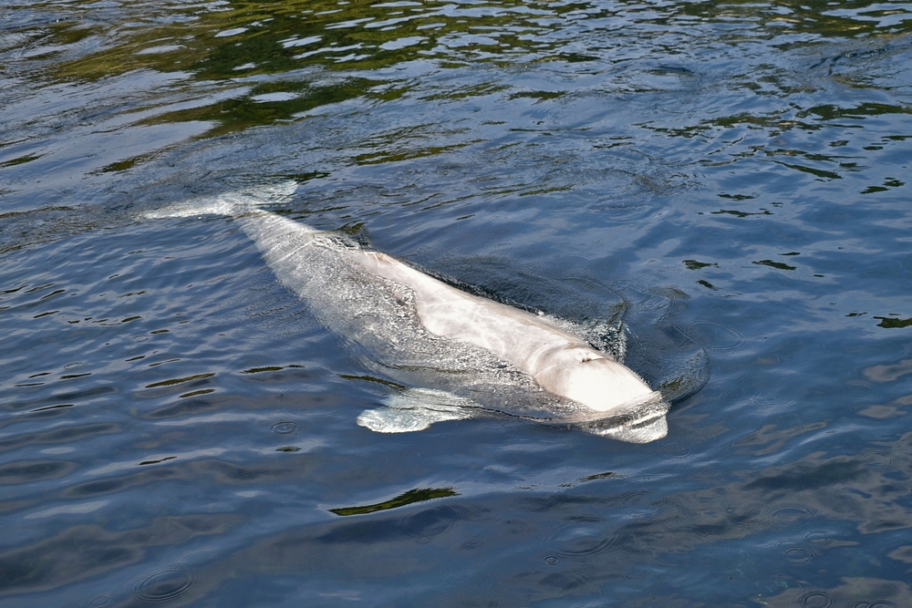 Beluga Whale