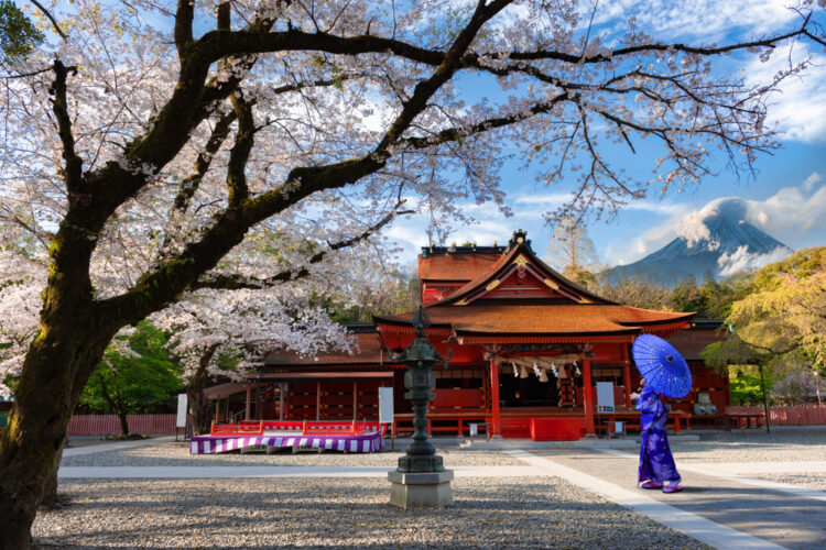 Asia woman wearing Kimono viewing Cherry Blossoms of Shrine"FUJISAN HONGU SENGENTAISHA " Fujinomiya City Japan and Mt.Fuji