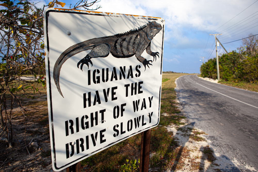 Wildlife crossing Little Cayman Island