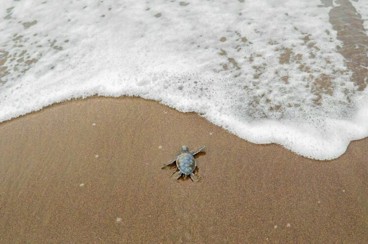 Green Sea Turtle (Chelonia mydas), Hatchling Entering the Ocean, Tortuguero National Park