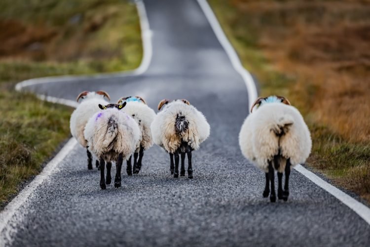 Walking The Highlands And Hebrides Outer Hebrides traffic jam