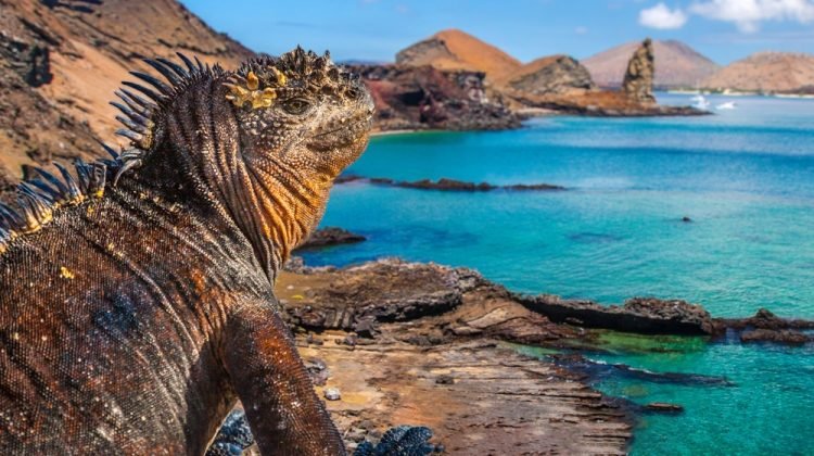 The unspoilt islands where nature rules Marine Iguana