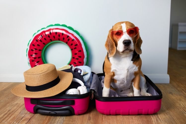 Stop, Drop, and Roll – It’s Not a Fire Drill, but the Perfect Way to Pack! Dog sits in a suitcase