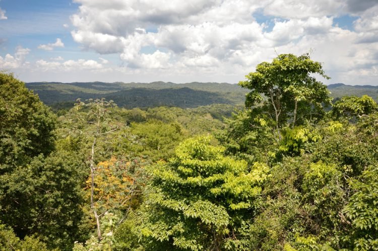 Three Nations Unite to Protect the Great Maya Forest the territory of ancient hidden Caracol city, Cayo District, Belize
