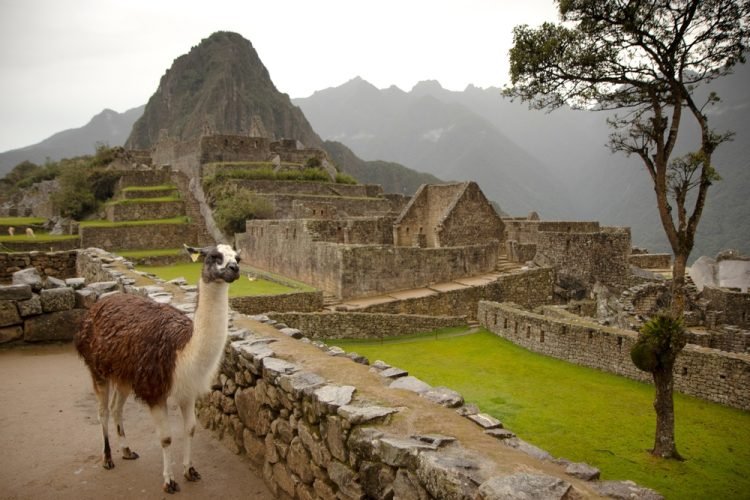 Llama in front of Machu Picchu