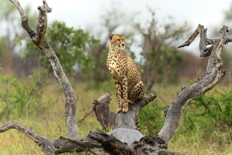 Kruger National Park Turns 100 Cheetah in Kruger National Park