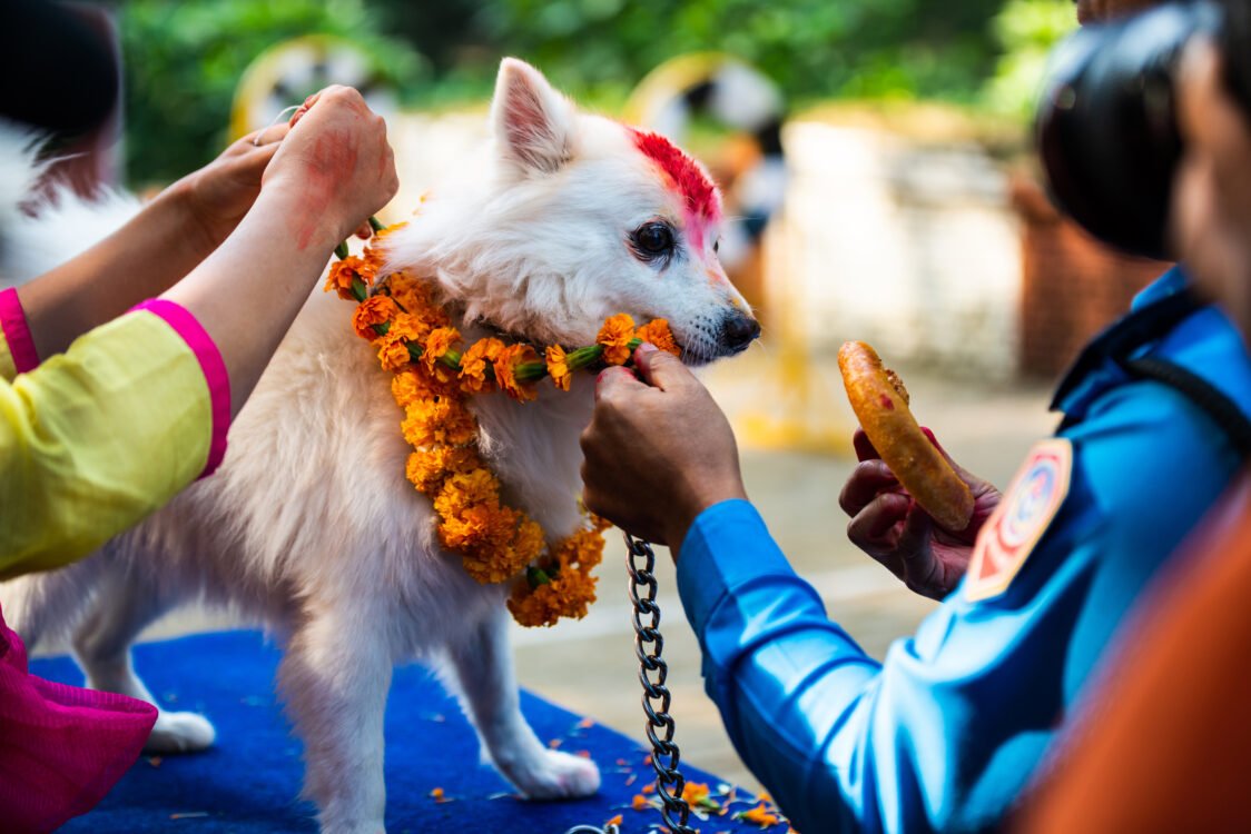 Nepal celebrates Kukur Tihar (dog festival)