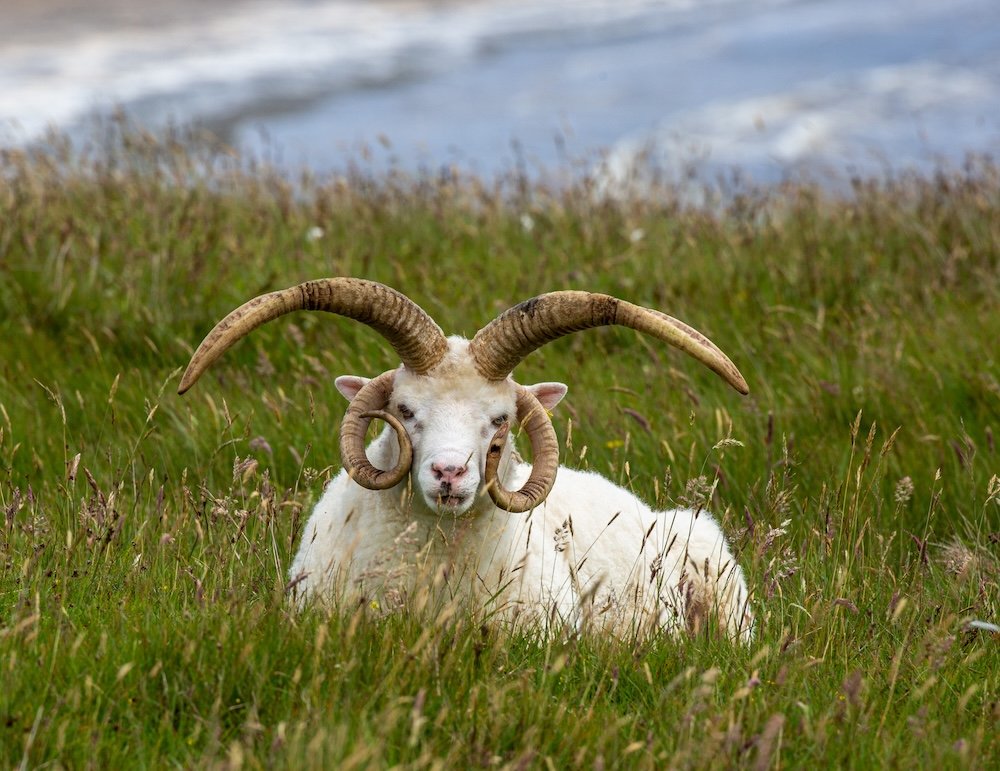 Isle of Man 4 horn Sheep