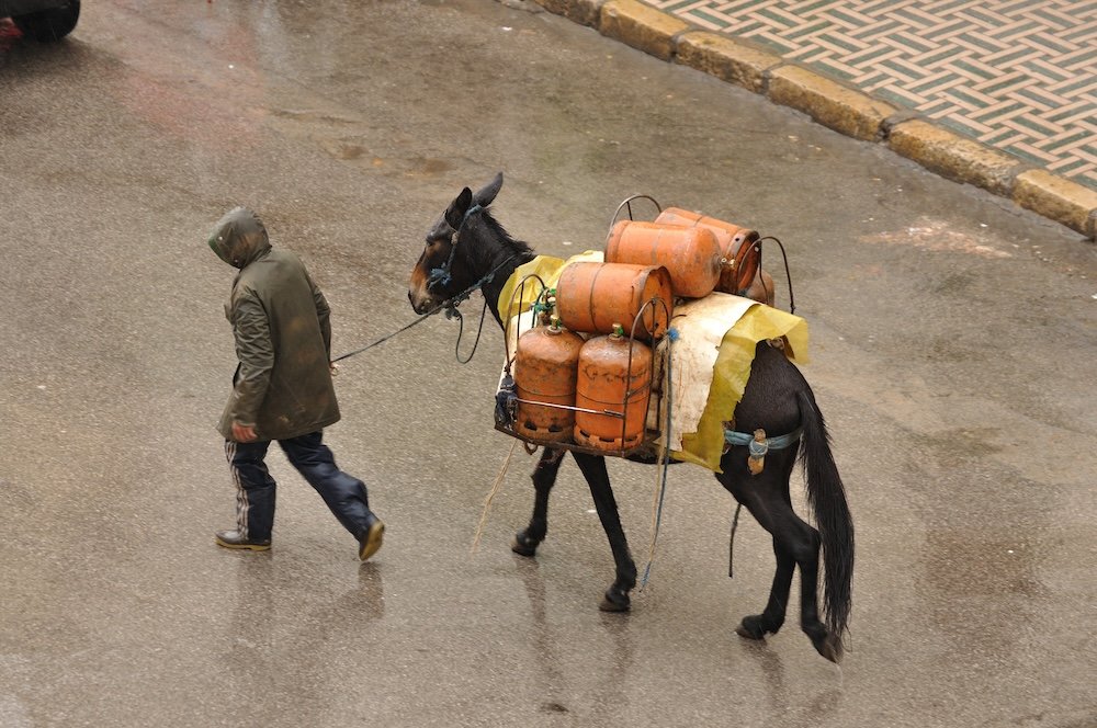 Fez: Morocco’s oldest imperial city Gas bottles transport in Fez, Morocco via donkey