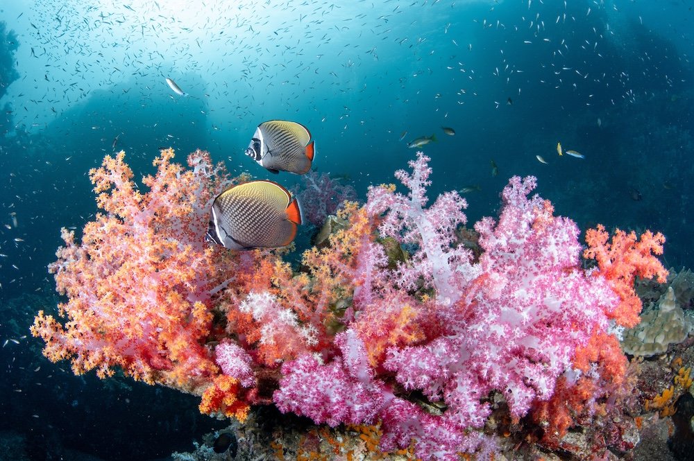 Coral reef at Hin Daeng