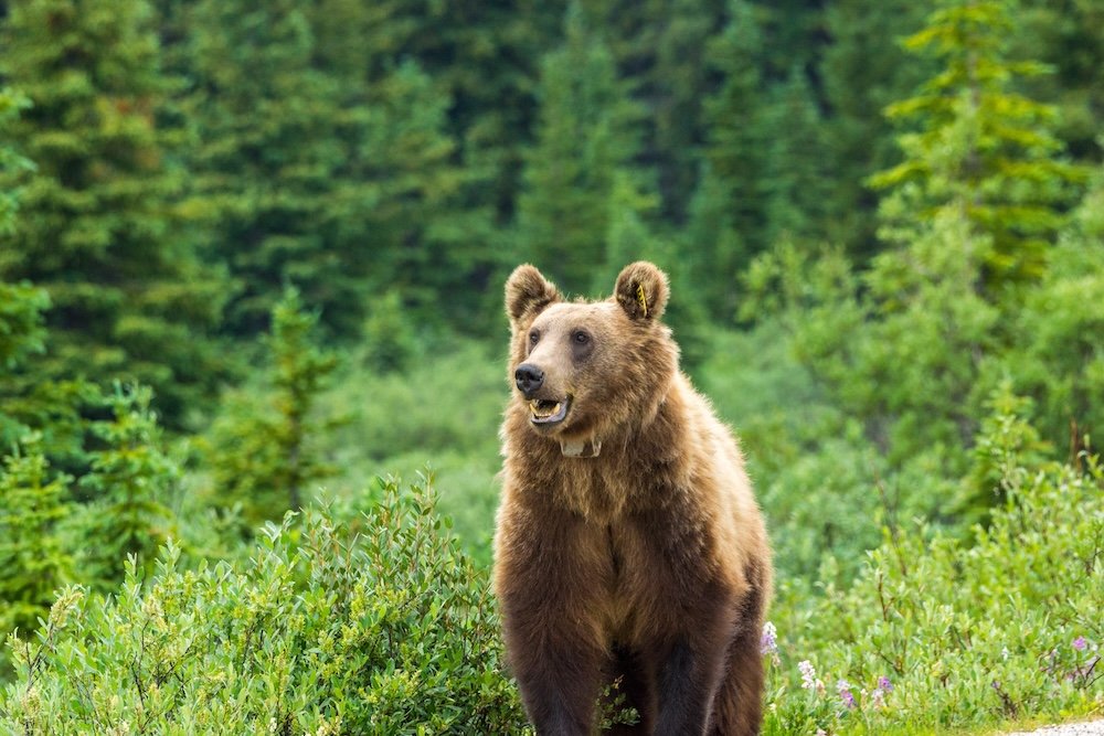 Grizzly bear on Icefields Parksway, Banff National Park