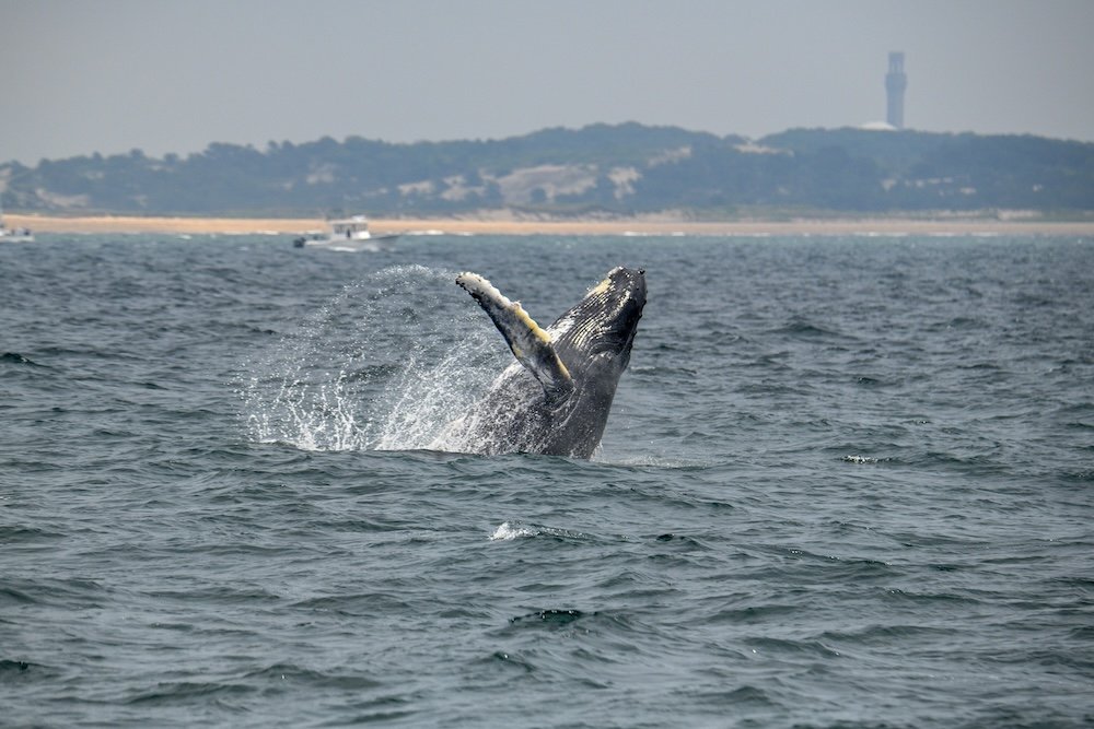 Humpback whale off of Provincetown