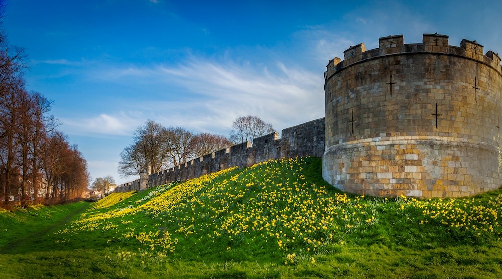 York medieval walls and daffodils in spring time