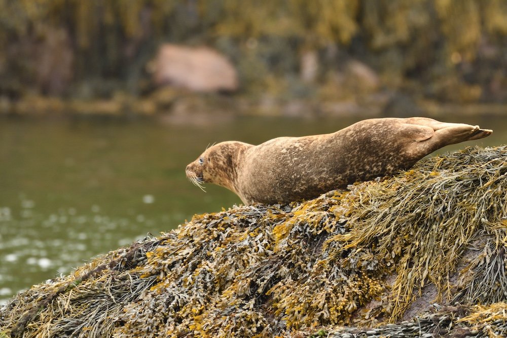 Harbour Seal (Phoca vitulina), Glengarriff, Ireland
