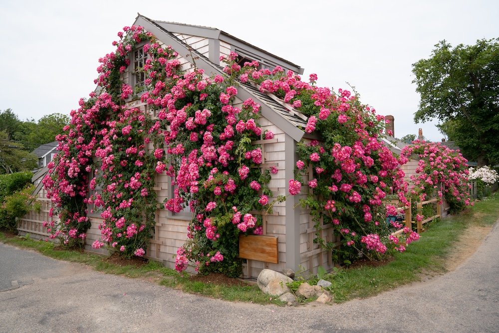 Rose covered cottage