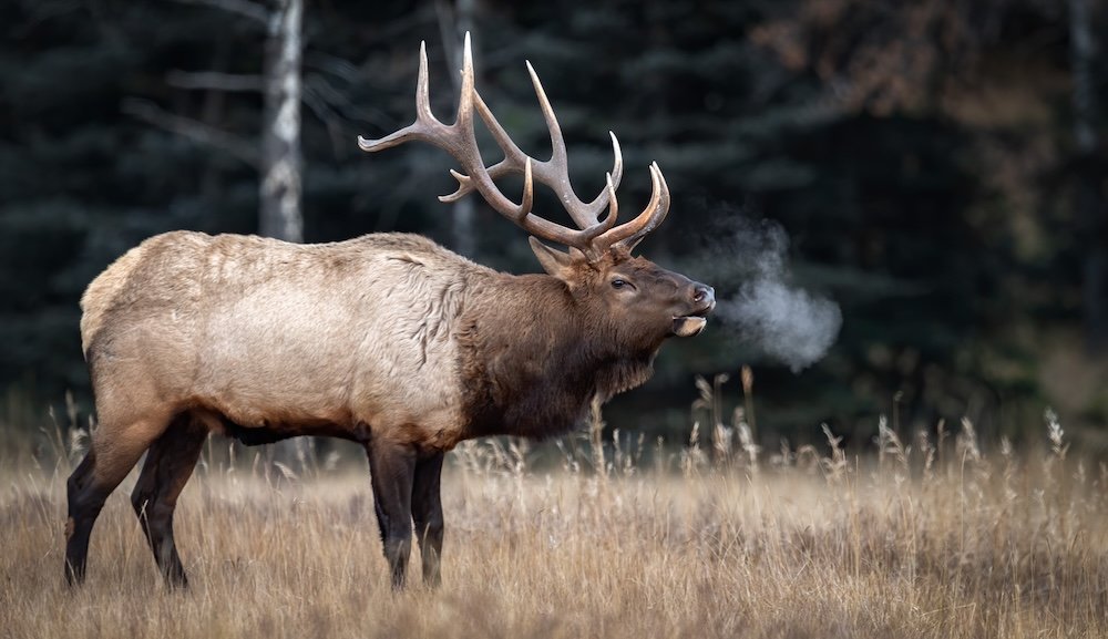 Elk in Banff, Canada