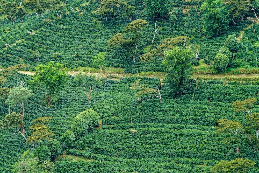 Verdant terraces of coffee plants in Boquete Panama, with trees breaking up the landscape.