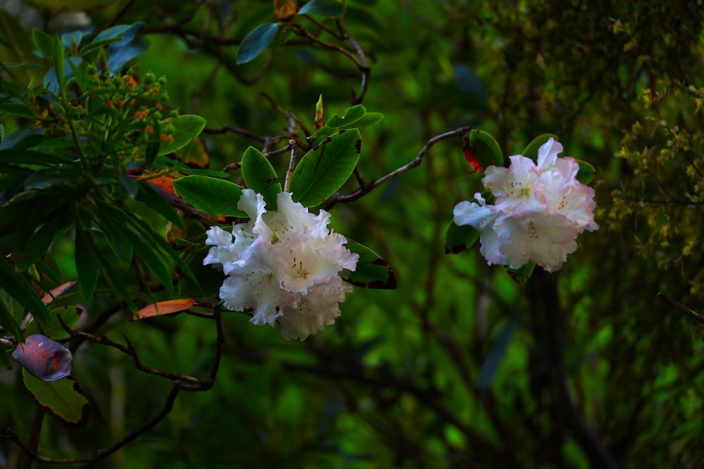 White flowers in Derreen Garden 