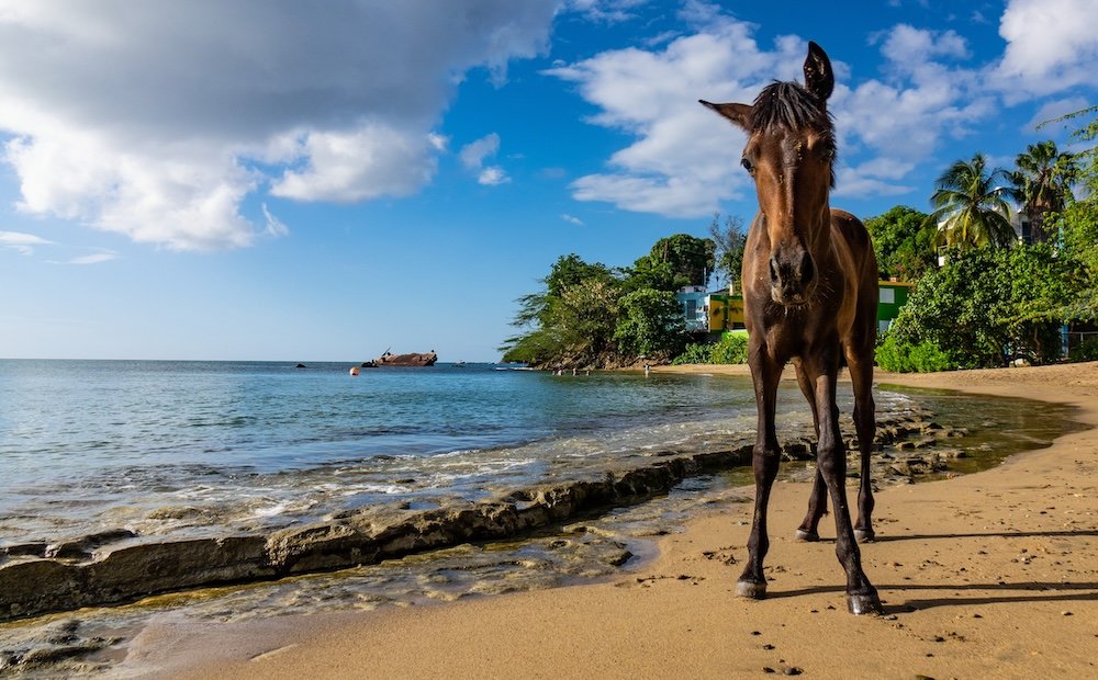 Vieques, Puerto Rico